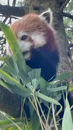 Cute Red Panda 
