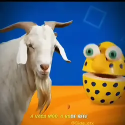 o bode béee 3