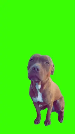 Dog/Cachorro