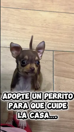 Adopte un perrito :