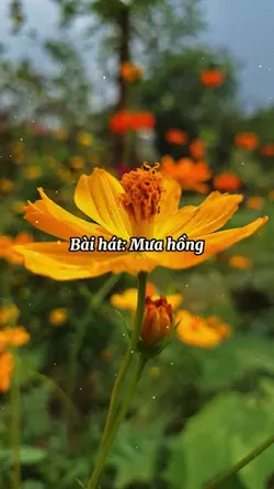 Trời ươm nắng 