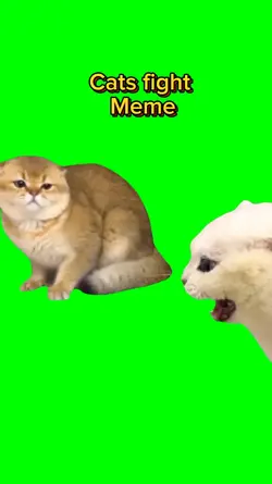 Cats fight Meme