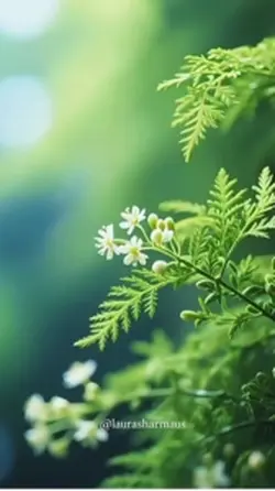 Bloom