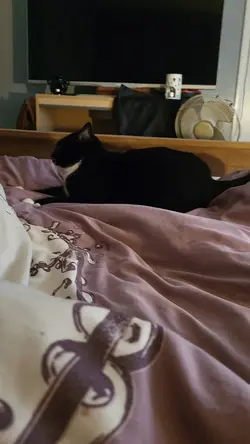 mikeykittenticktock