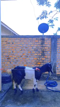 kambing