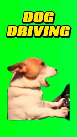 Dog driving 