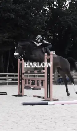 Harlow 😻gws ml 💗💗