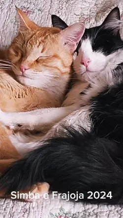Gatos brincando