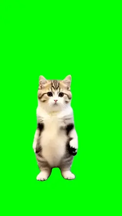 greenacreen Cat