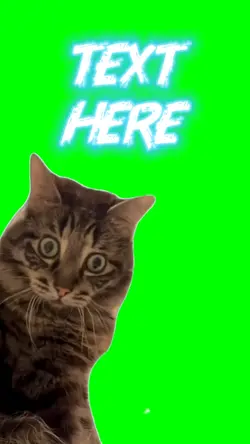 Surprised Cat