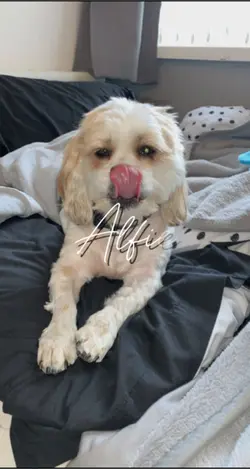 Dog photo dump