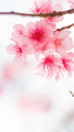 My Sakura