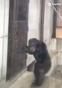 monkey meme