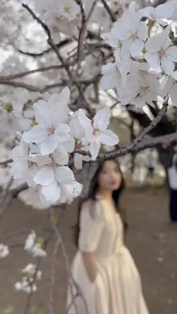 Sakura 🌸