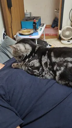 ネコのうた