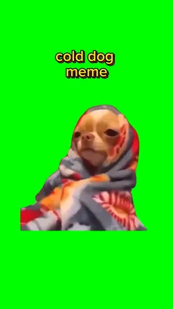 Cold dog meme