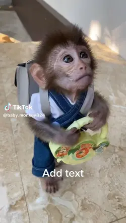 Monkey meme