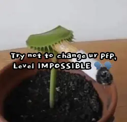 Try not to changepfp