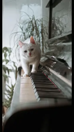 Cat lover