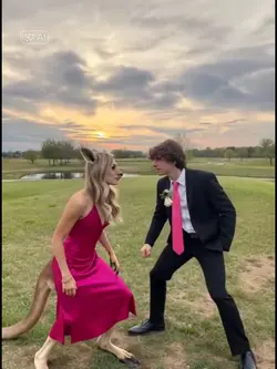 kangaroo 