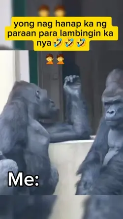 funny Gorilla 