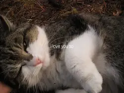 i love you so 