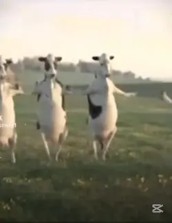 cow dancing