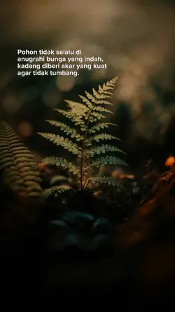 story wa