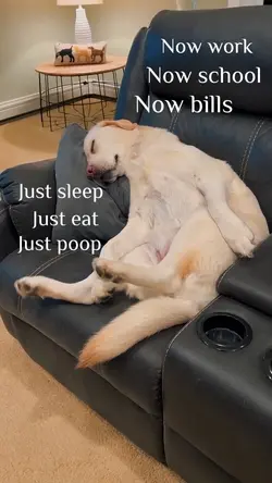 dog funny big bos