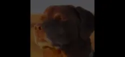 Cooked dog meme