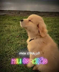 Meu coração 