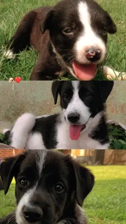 meu pet..