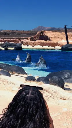 Dolphin show