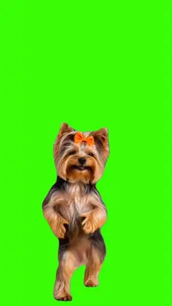 Dog/Cachorro 
