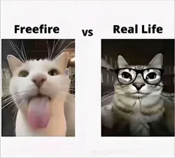 ff & rl