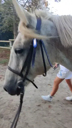 bandit gris