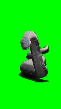Snake