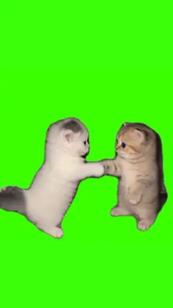 two cat dancing meme