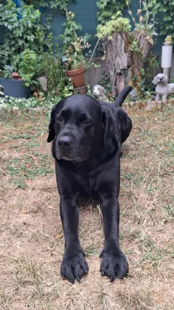 bonjour