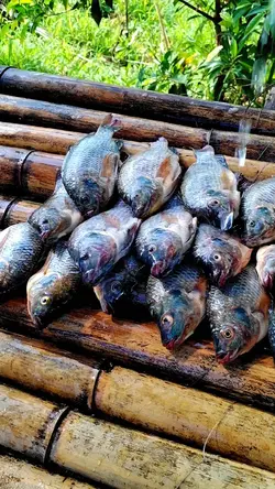 Fish