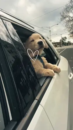 My Dog