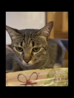cute cat