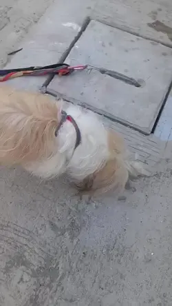 funny furbabies