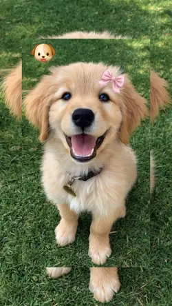 Meu cachorro 