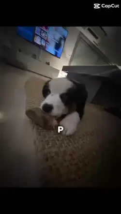 pato!!!!!