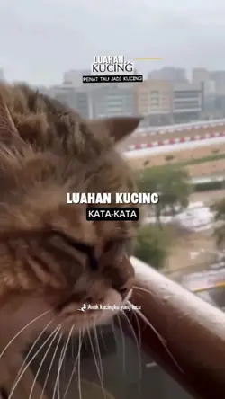 Penat tau jdi kucing