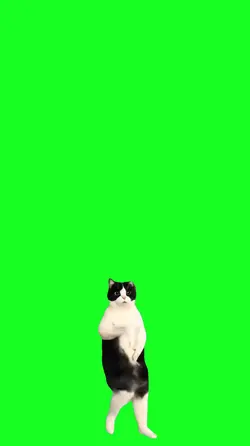 Gato.