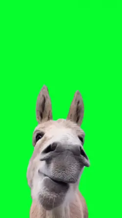 donkey eating funny