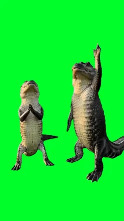 Dancing alligators