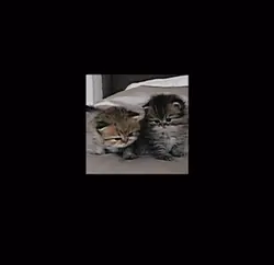 Use for cats! 